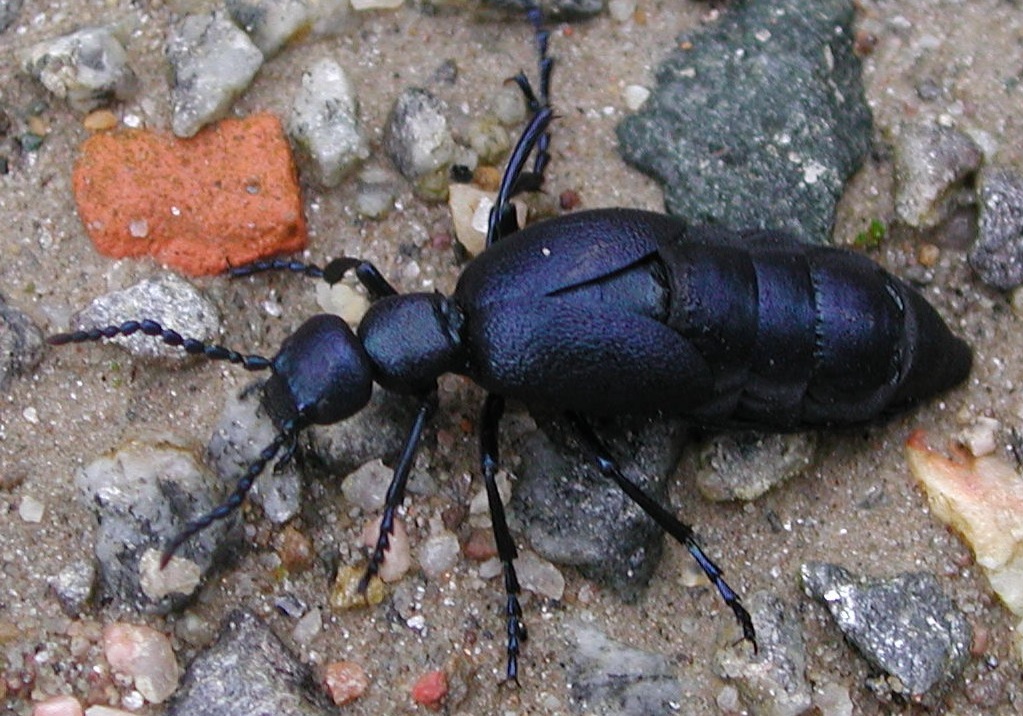 Meloe violaceus della Val d''Ossola